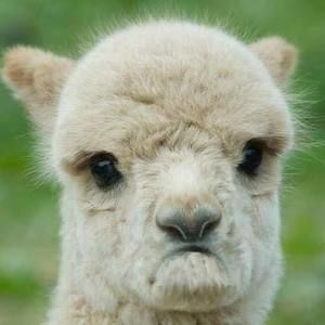 Meet your Posher, Brenda